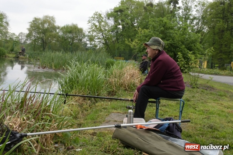 Zdjęcie w galerii na portalu naszraciborz.pl: Karpie dawały miejsce w czołówce. Wędkarze rozpoczęli sezon  wiadomości z regionu