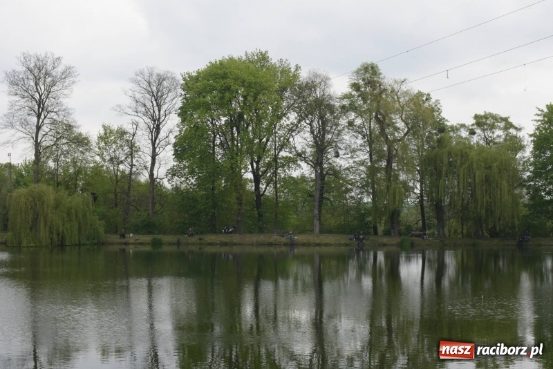 Zdjęcie w galerii na portalu naszraciborz.pl: Karpie dawały miejsce w czołówce. Wędkarze rozpoczęli sezon  wiadomości z regionu