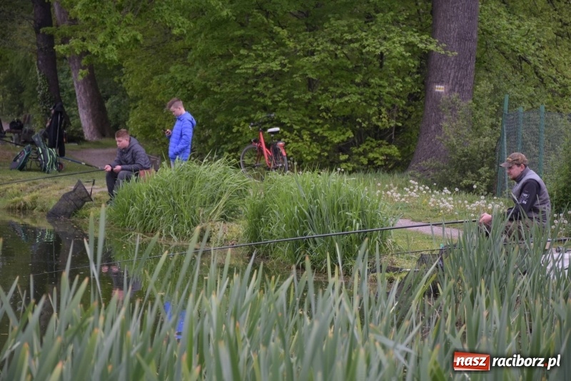 Zdjęcie w galerii na portalu naszraciborz.pl: Karpie dawały miejsce w czołówce. Wędkarze rozpoczęli sezon  wiadomości z regionu