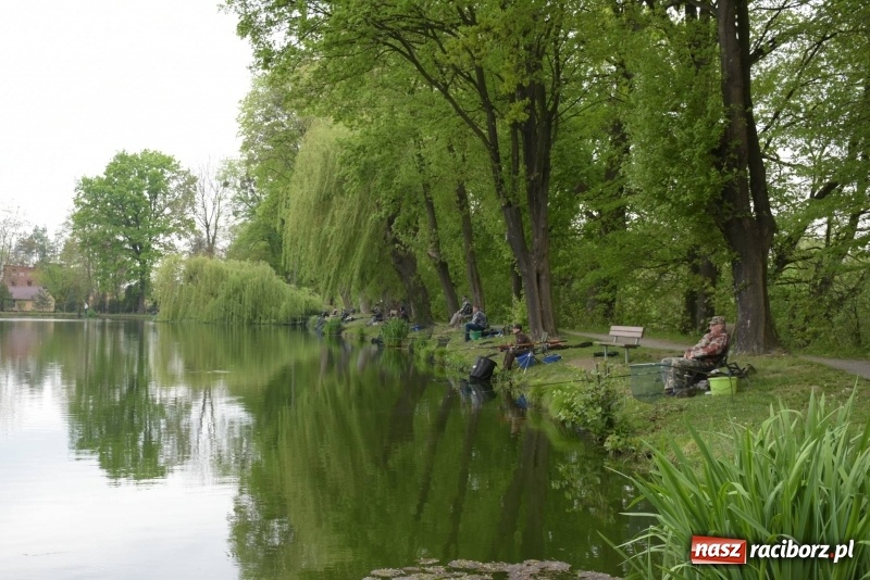Zdjęcie w galerii na portalu naszraciborz.pl: Karpie dawały miejsce w czołówce. Wędkarze rozpoczęli sezon  wiadomości z regionu