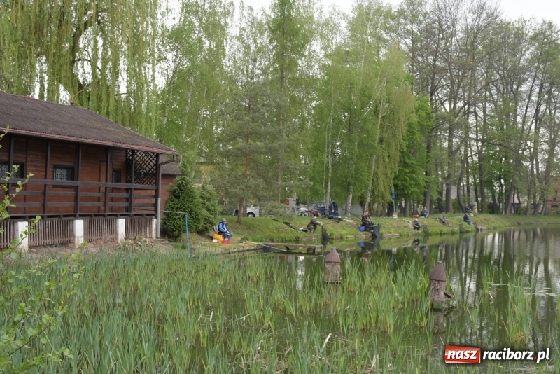 Zdjęcie w galerii na portalu naszraciborz.pl: Karpie dawały miejsce w czołówce. Wędkarze rozpoczęli sezon  wiadomości z regionu