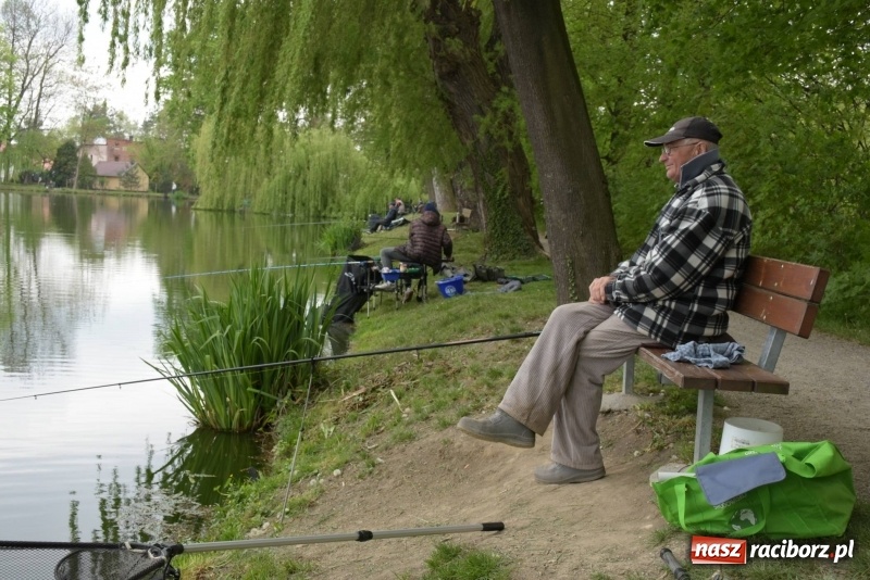 Zdjęcie w galerii na portalu naszraciborz.pl: Karpie dawały miejsce w czołówce. Wędkarze rozpoczęli sezon  wiadomości z regionu