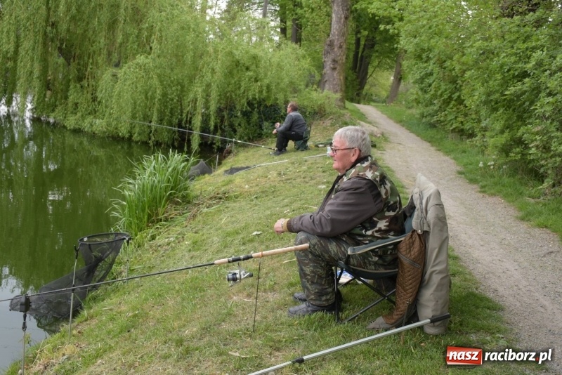 Zdjęcie w galerii na portalu naszraciborz.pl: Karpie dawały miejsce w czołówce. Wędkarze rozpoczęli sezon  wiadomości z regionu