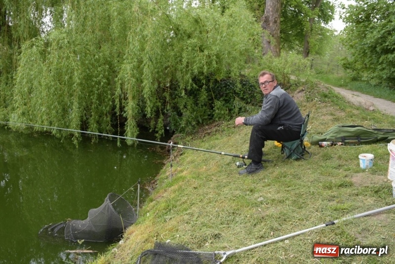 Zdjęcie w galerii na portalu naszraciborz.pl: Karpie dawały miejsce w czołówce. Wędkarze rozpoczęli sezon  wiadomości z regionu