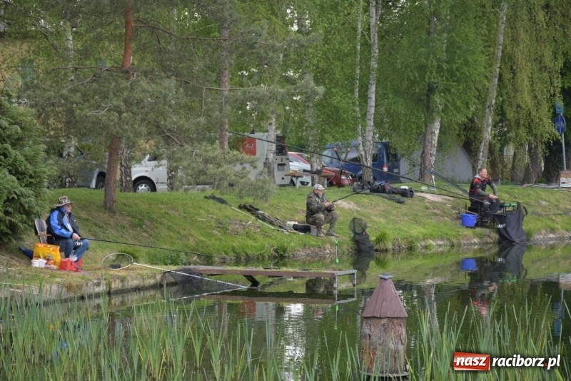 Zdjęcie w galerii na portalu naszraciborz.pl: Karpie dawały miejsce w czołówce. Wędkarze rozpoczęli sezon  wiadomości z regionu