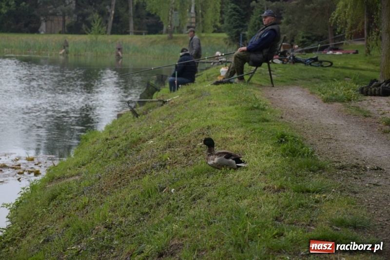 Zdjęcie w galerii na portalu naszraciborz.pl: Karpie dawały miejsce w czołówce. Wędkarze rozpoczęli sezon  wiadomości z regionu