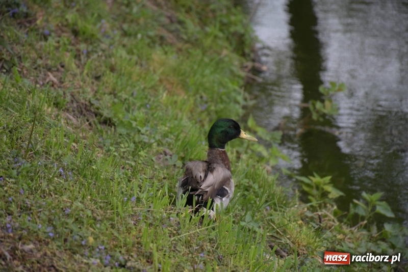 Zdjęcie w galerii na portalu naszraciborz.pl: Karpie dawały miejsce w czołówce. Wędkarze rozpoczęli sezon  wiadomości z regionu