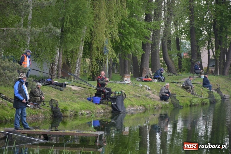 Zdjęcie w galerii na portalu naszraciborz.pl: Karpie dawały miejsce w czołówce. Wędkarze rozpoczęli sezon  wiadomości z regionu