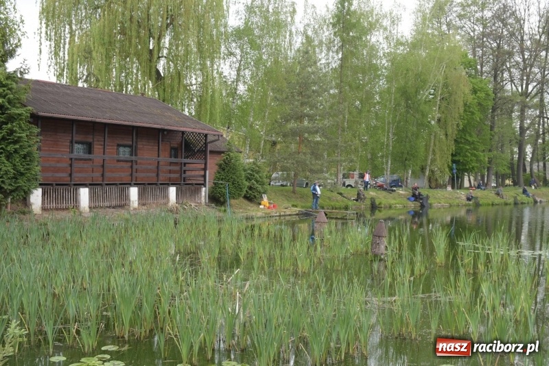 Zdjęcie w galerii na portalu naszraciborz.pl: Karpie dawały miejsce w czołówce. Wędkarze rozpoczęli sezon  wiadomości z regionu