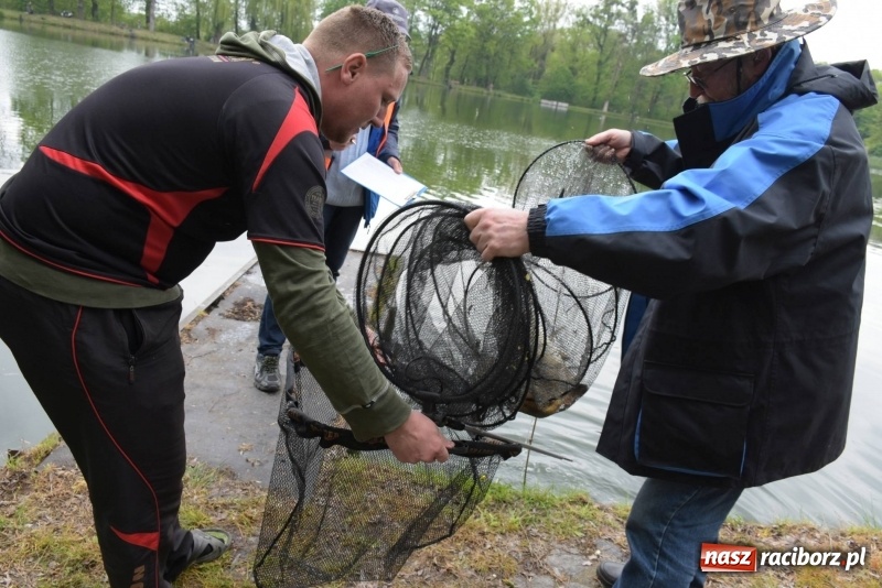 Zdjęcie w galerii na portalu naszraciborz.pl: Karpie dawały miejsce w czołówce. Wędkarze rozpoczęli sezon  wiadomości z regionu