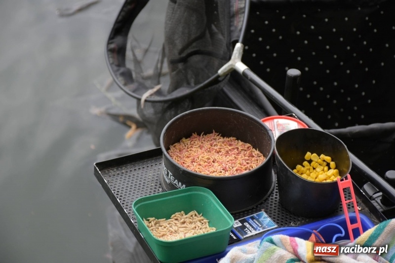 Zdjęcie w galerii na portalu naszraciborz.pl: Karpie dawały miejsce w czołówce. Wędkarze rozpoczęli sezon  wiadomości z regionu