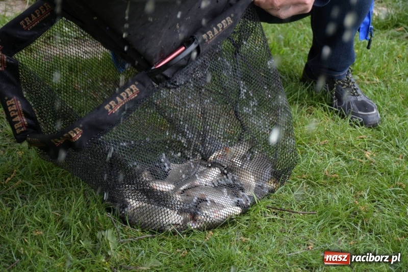 Zdjęcie w galerii na portalu naszraciborz.pl: Karpie dawały miejsce w czołówce. Wędkarze rozpoczęli sezon  wiadomości z regionu