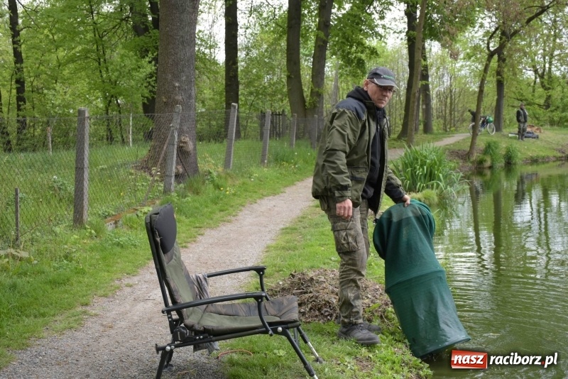 Zdjęcie w galerii na portalu naszraciborz.pl: Karpie dawały miejsce w czołówce. Wędkarze rozpoczęli sezon  wiadomości z regionu