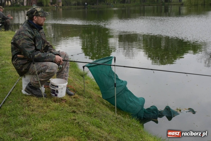 Zdjęcie w galerii na portalu naszraciborz.pl: Karpie dawały miejsce w czołówce. Wędkarze rozpoczęli sezon  wiadomości z regionu
