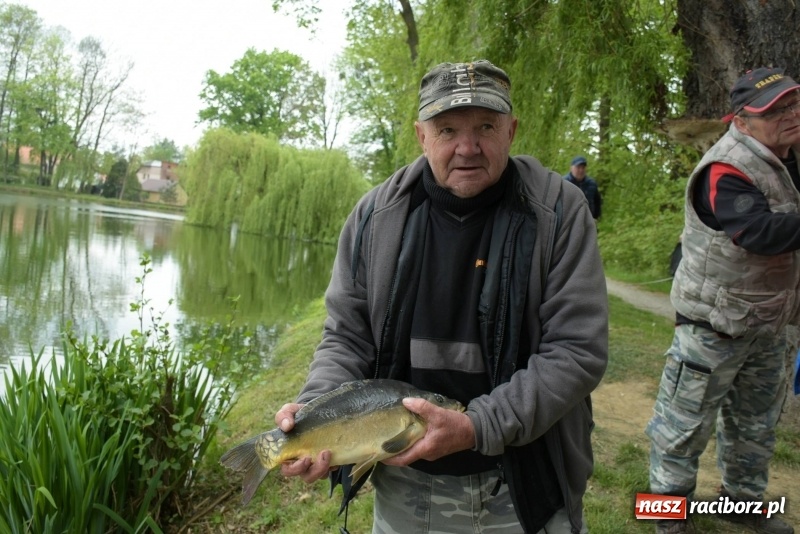 Zdjęcie w galerii na portalu naszraciborz.pl: Karpie dawały miejsce w czołówce. Wędkarze rozpoczęli sezon  wiadomości z regionu