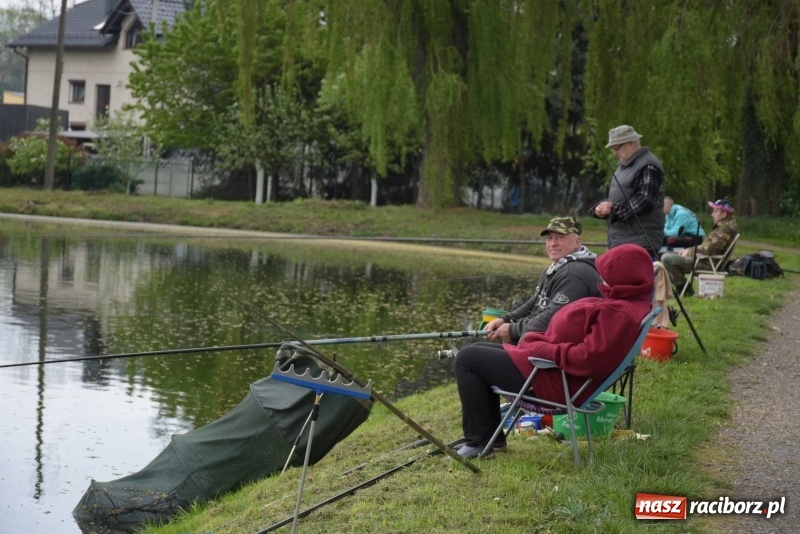 Zdjęcie w galerii na portalu naszraciborz.pl: Karpie dawały miejsce w czołówce. Wędkarze rozpoczęli sezon  wiadomości z regionu