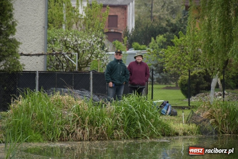 Zdjęcie w galerii na portalu naszraciborz.pl: Karpie dawały miejsce w czołówce. Wędkarze rozpoczęli sezon  wiadomości z regionu