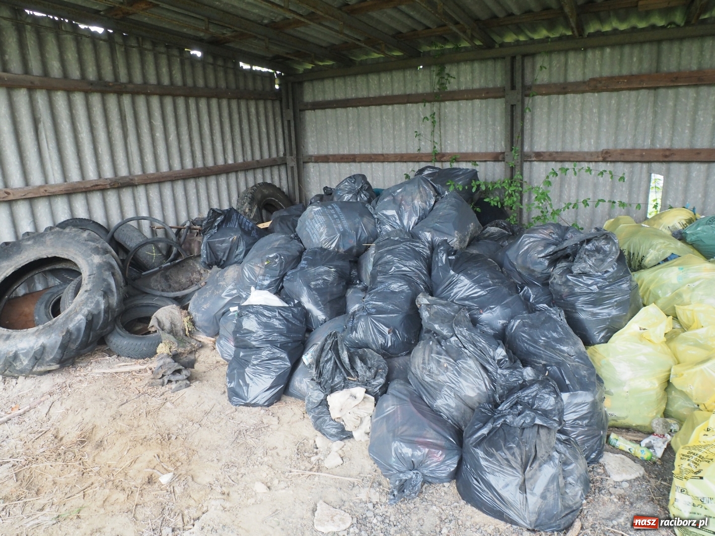 Zdjęcie w galerii na portalu naszraciborz.pl: W Rudniku dbają o środowisko. Sprzątnęli śmieci w całej gminie wiadomości z regionu