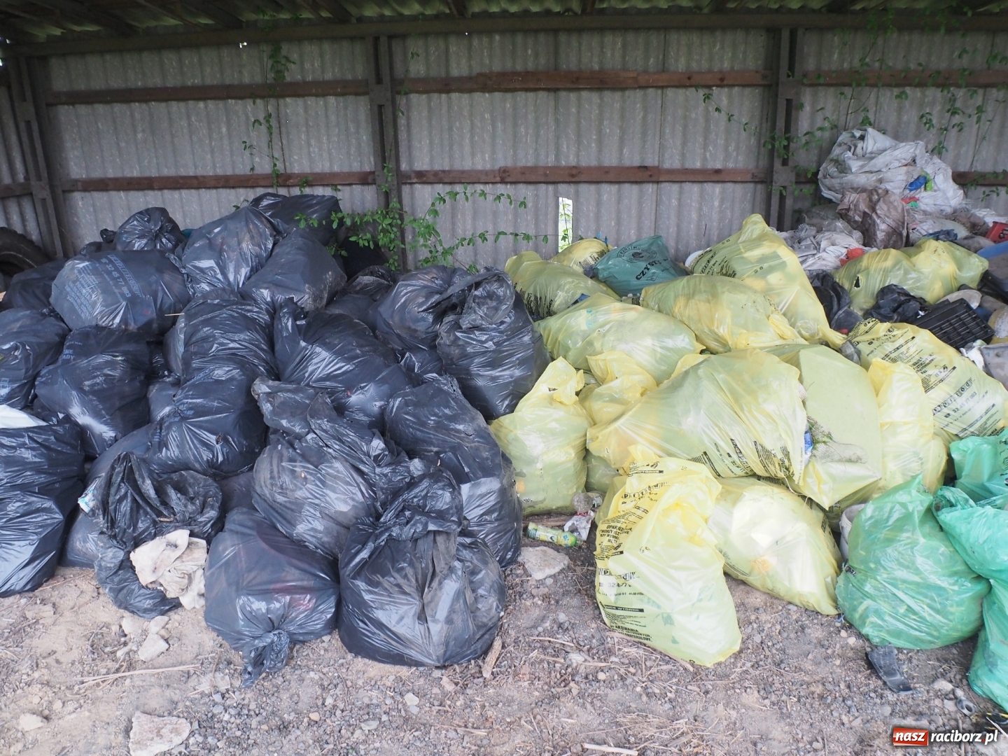 Zdjęcie w galerii na portalu naszraciborz.pl: W Rudniku dbają o środowisko. Sprzątnęli śmieci w całej gminie wiadomości z regionu