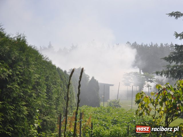 Zdjęcie w galerii na portalu naszraciborz.pl: Pożar pasieki w Rudach wiadomości z regionu