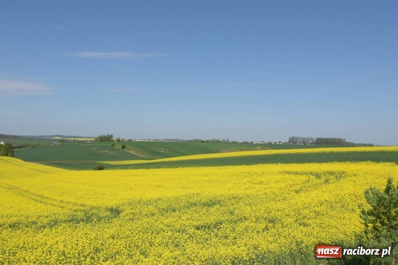 Zdjęcie w galerii na portalu naszraciborz.pl: Ale jazda ! Rajd rozpoczynający sezon rowerowy w gminie Krzyżanowice  wiadomości z regionu