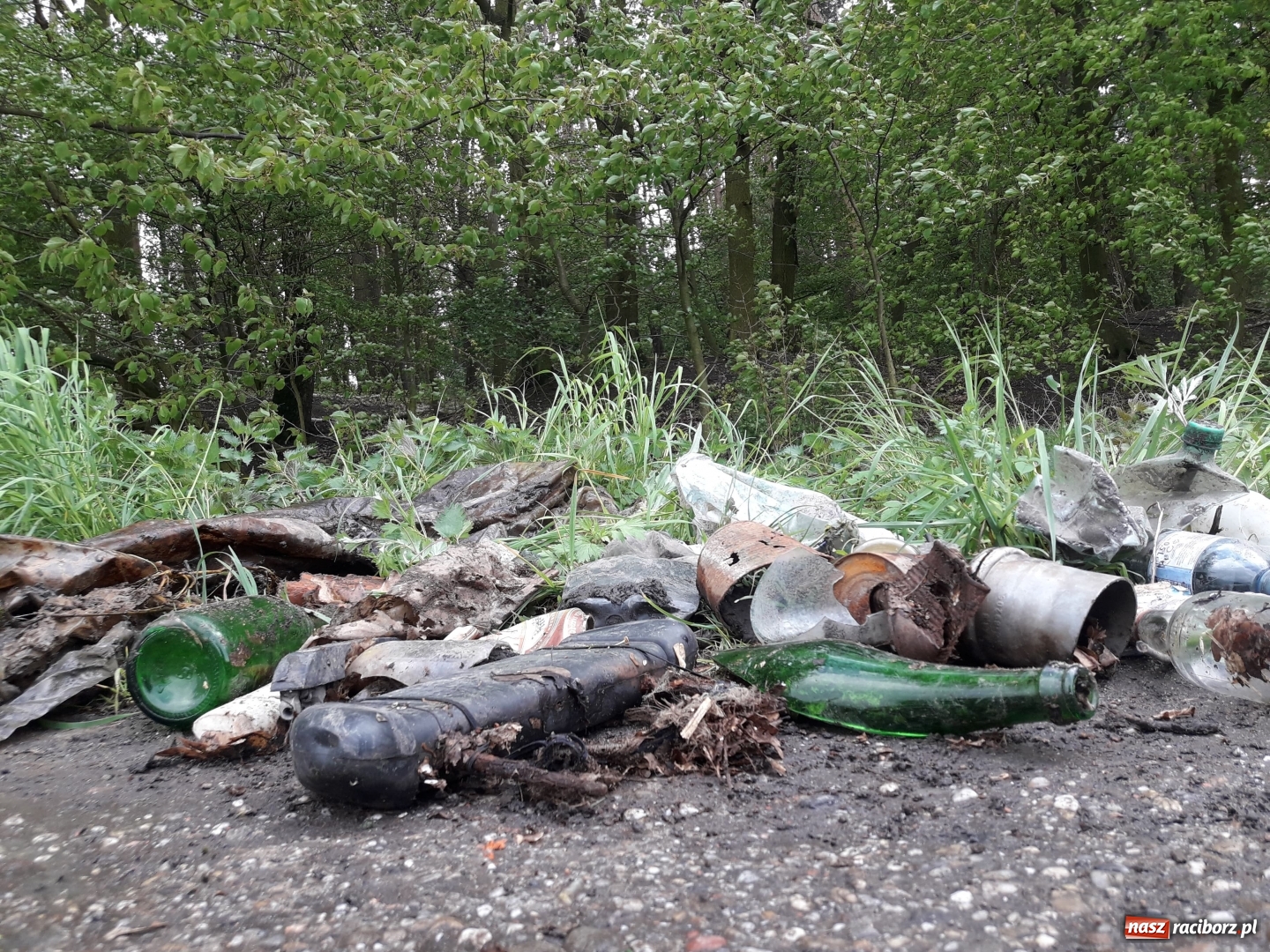 Zdjęcie w galerii na portalu naszraciborz.pl: Arboretum potrzebuje wielkiego sprzątania [FOTO] wiadomości z regionu