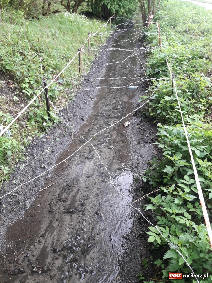 Zdjęcie w galerii na portalu naszraciborz.pl: Arboretum potrzebuje wielkiego sprzątania [FOTO] wiadomości z regionu