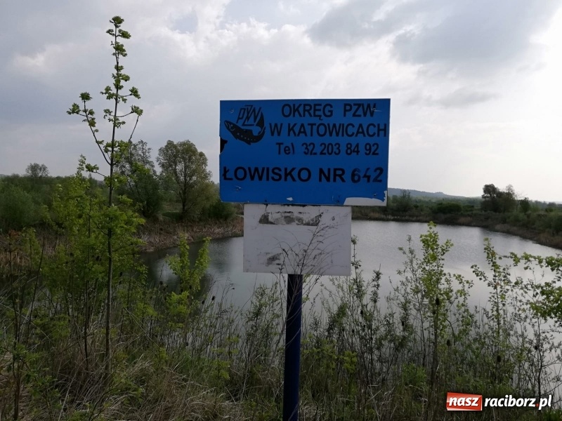 Zdjęcie w galerii na portalu naszraciborz.pl: W akwenie przy zbiorniku Racibórz ujawniono zatopiony samochód [FOTO]  wiadomości z regionu