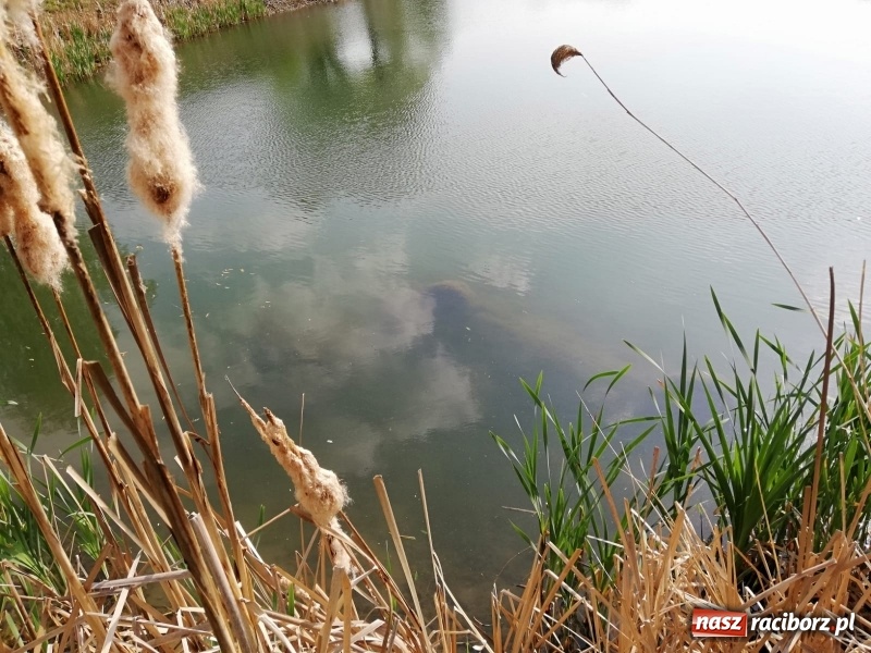 Zdjęcie w galerii na portalu naszraciborz.pl: W akwenie przy zbiorniku Racibórz ujawniono zatopiony samochód [FOTO]  wiadomości z regionu