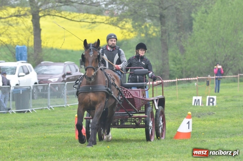 Zdjęcie w galerii na portalu naszraciborz.pl: Widowiskowa rywalizacja w powożeniu na kornickiej majówce [FOTO i WIDEO] wiadomości z regionu