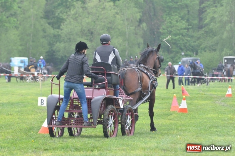 Zdjęcie w galerii na portalu naszraciborz.pl: Widowiskowa rywalizacja w powożeniu na kornickiej majówce [FOTO i WIDEO] wiadomości z regionu