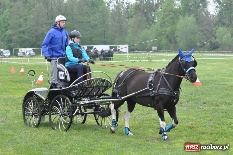 Zdjęcie w galerii na portalu naszraciborz.pl: Widowiskowa rywalizacja w powożeniu na kornickiej majówce [FOTO i WIDEO] wiadomości z regionu