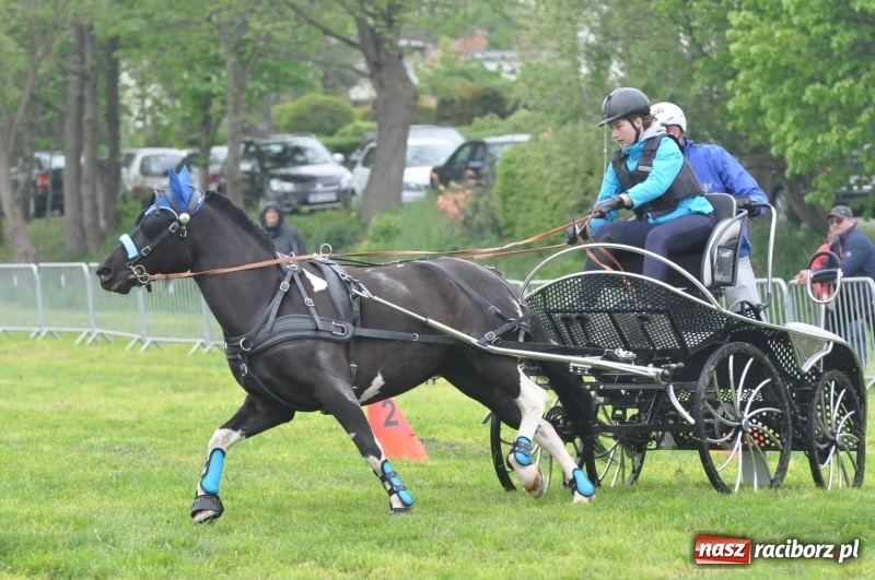 Zdjęcie w galerii na portalu naszraciborz.pl: Widowiskowa rywalizacja w powożeniu na kornickiej majówce [FOTO i WIDEO] wiadomości z regionu