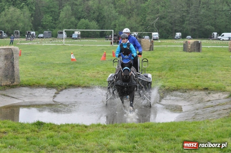 Zdjęcie w galerii na portalu naszraciborz.pl: Widowiskowa rywalizacja w powożeniu na kornickiej majówce [FOTO i WIDEO] wiadomości z regionu