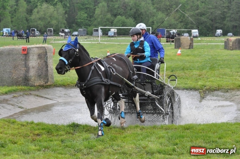 Zdjęcie w galerii na portalu naszraciborz.pl: Widowiskowa rywalizacja w powożeniu na kornickiej majówce [FOTO i WIDEO] wiadomości z regionu