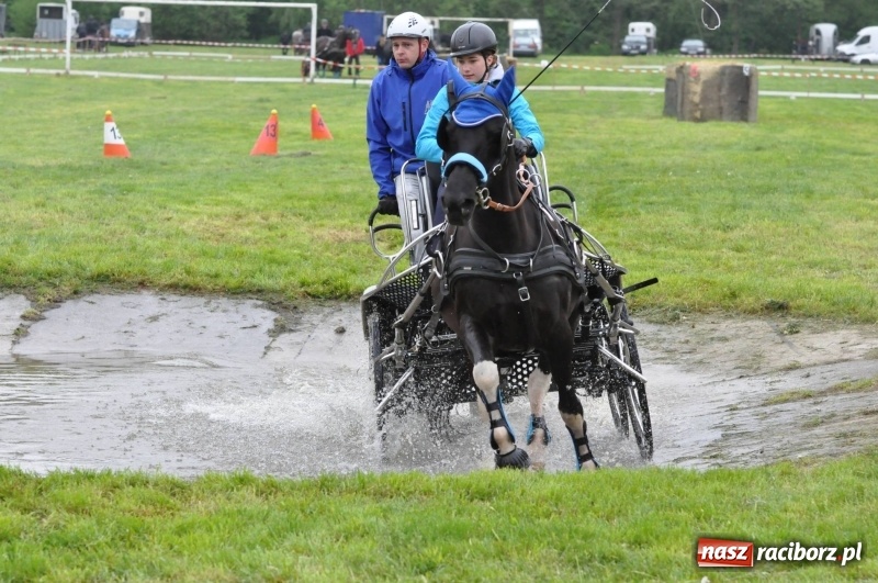 Zdjęcie w galerii na portalu naszraciborz.pl: Widowiskowa rywalizacja w powożeniu na kornickiej majówce [FOTO i WIDEO] wiadomości z regionu