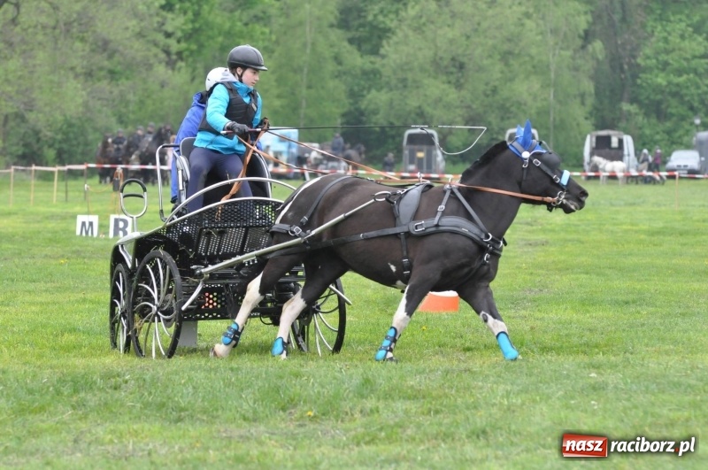 Zdjęcie w galerii na portalu naszraciborz.pl: Widowiskowa rywalizacja w powożeniu na kornickiej majówce [FOTO i WIDEO] wiadomości z regionu