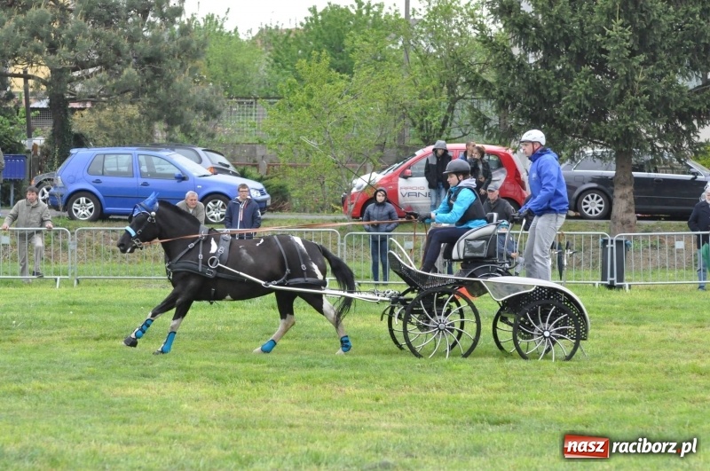 Zdjęcie w galerii na portalu naszraciborz.pl: Widowiskowa rywalizacja w powożeniu na kornickiej majówce [FOTO i WIDEO] wiadomości z regionu