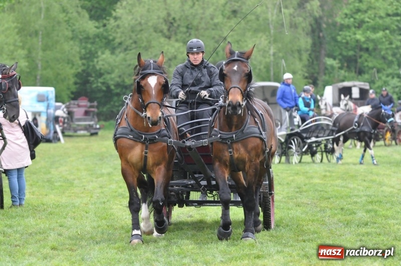 Zdjęcie w galerii na portalu naszraciborz.pl: Widowiskowa rywalizacja w powożeniu na kornickiej majówce [FOTO i WIDEO] wiadomości z regionu