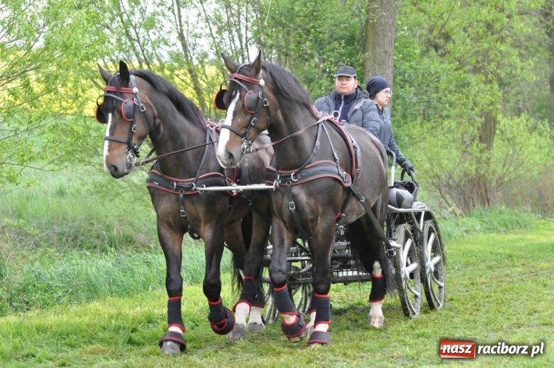 Zdjęcie w galerii na portalu naszraciborz.pl: Widowiskowa rywalizacja w powożeniu na kornickiej majówce [FOTO i WIDEO] wiadomości z regionu
