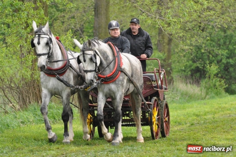 Zdjęcie w galerii na portalu naszraciborz.pl: Widowiskowa rywalizacja w powożeniu na kornickiej majówce [FOTO i WIDEO] wiadomości z regionu