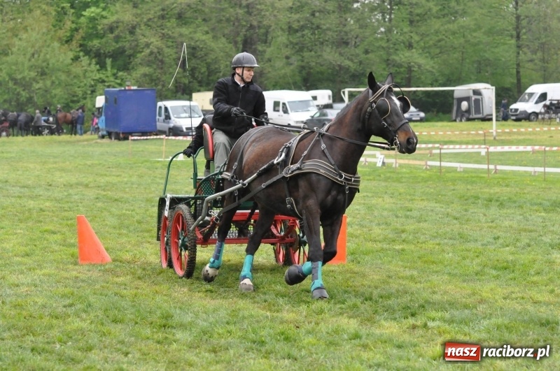 Zdjęcie w galerii na portalu naszraciborz.pl: Widowiskowa rywalizacja w powożeniu na kornickiej majówce [FOTO i WIDEO] wiadomości z regionu