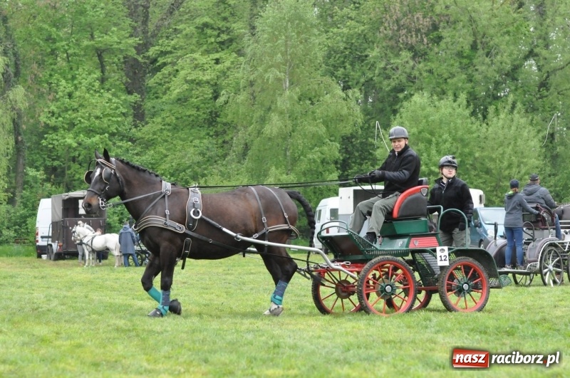 Zdjęcie w galerii na portalu naszraciborz.pl: Widowiskowa rywalizacja w powożeniu na kornickiej majówce [FOTO i WIDEO] wiadomości z regionu