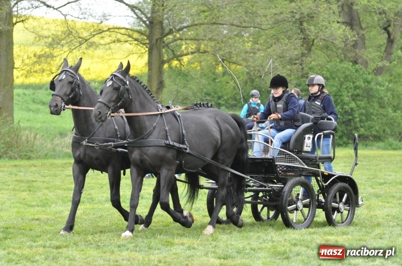 Zdjęcie w galerii na portalu naszraciborz.pl: Widowiskowa rywalizacja w powożeniu na kornickiej majówce [FOTO i WIDEO] wiadomości z regionu