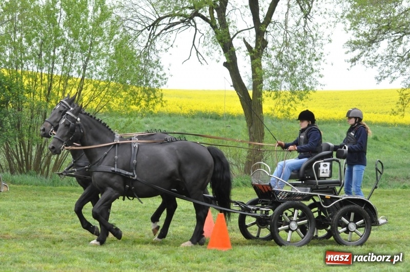 Zdjęcie w galerii na portalu naszraciborz.pl: Widowiskowa rywalizacja w powożeniu na kornickiej majówce [FOTO i WIDEO] wiadomości z regionu