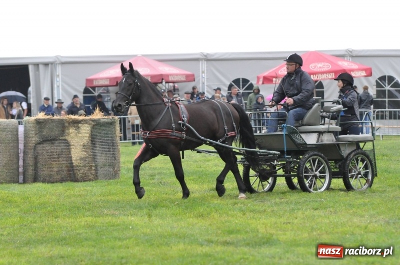 Zdjęcie w galerii na portalu naszraciborz.pl: Widowiskowa rywalizacja w powożeniu na kornickiej majówce [FOTO i WIDEO] wiadomości z regionu