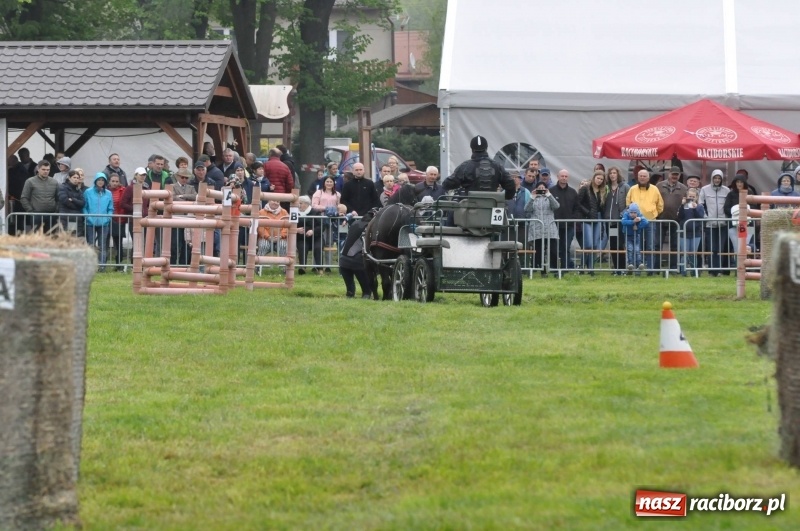 Zdjęcie w galerii na portalu naszraciborz.pl: Widowiskowa rywalizacja w powożeniu na kornickiej majówce [FOTO i WIDEO] wiadomości z regionu