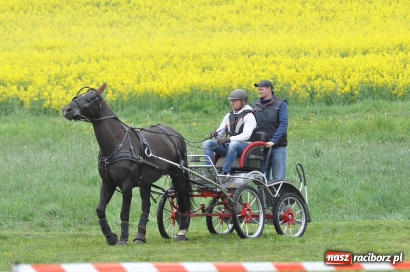 Zdjęcie w galerii na portalu naszraciborz.pl: Widowiskowa rywalizacja w powożeniu na kornickiej majówce [FOTO i WIDEO] wiadomości z regionu