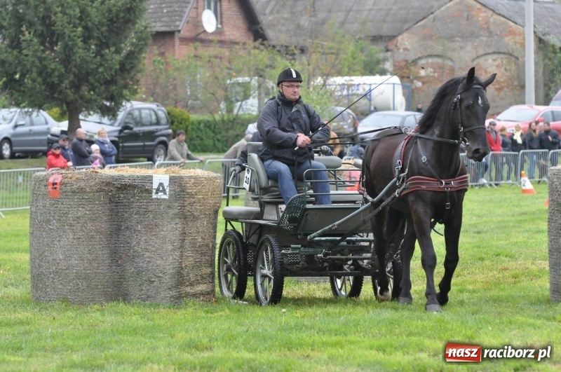 Zdjęcie w galerii na portalu naszraciborz.pl: Widowiskowa rywalizacja w powożeniu na kornickiej majówce [FOTO i WIDEO] wiadomości z regionu