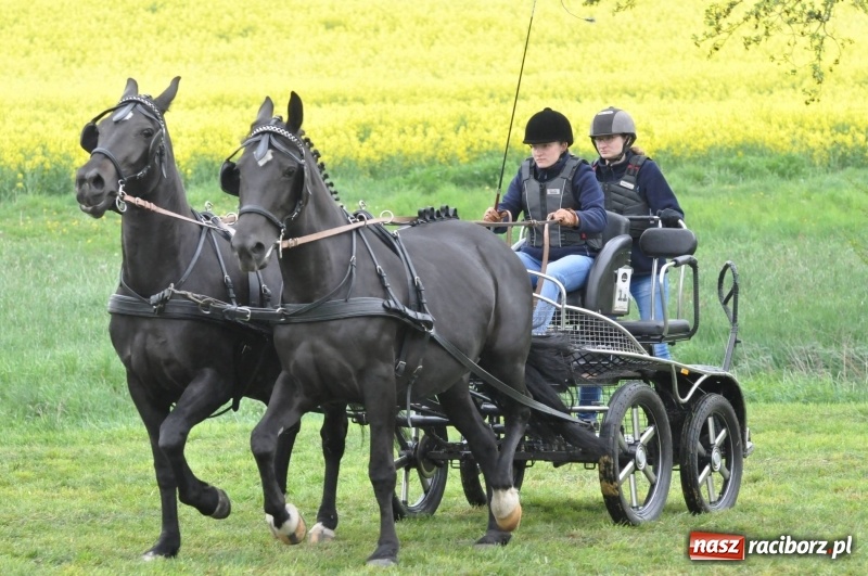 Zdjęcie w galerii na portalu naszraciborz.pl: Widowiskowa rywalizacja w powożeniu na kornickiej majówce [FOTO i WIDEO] wiadomości z regionu